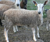 beechtreefarm019002.jpg