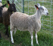 beechtreefarm019003.jpg