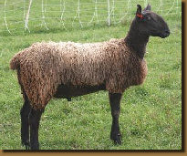 beechtreefarm020001.jpg