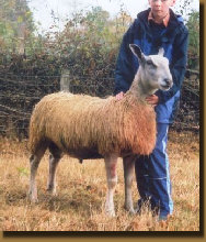beechtreefarm020004.jpg