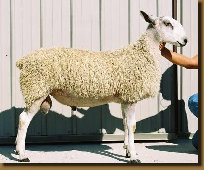 beechtreefarm020005.jpg