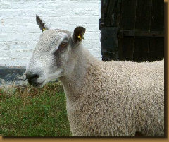 beechtreefarm021003.jpg