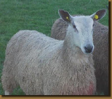beechtreefarm021004.jpg