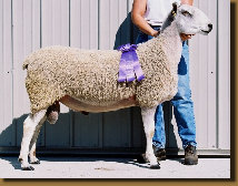 beechtreefarm021006.jpg