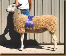 beechtreefarm021008.jpg