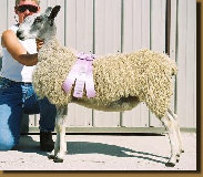 beechtreefarm022003.jpg