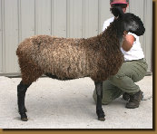 beechtreefarm022006.jpg