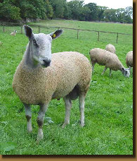 beechtreefarm022007.jpg