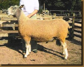 beechtreefarm022008.jpg