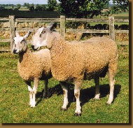 beechtreefarm023007.jpg