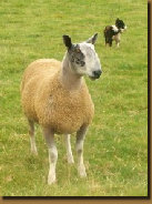 beechtreefarm023008.jpg